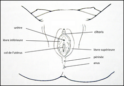 anatomie féminine